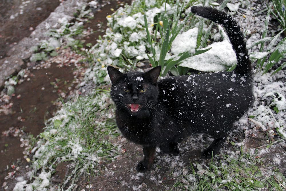czarny kot miauczy