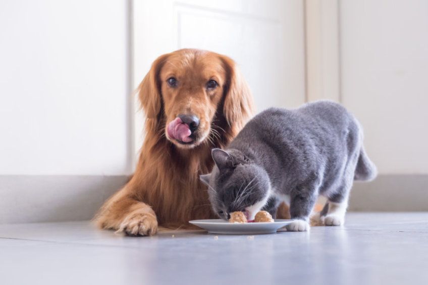 czy kot może jeść psią karmę