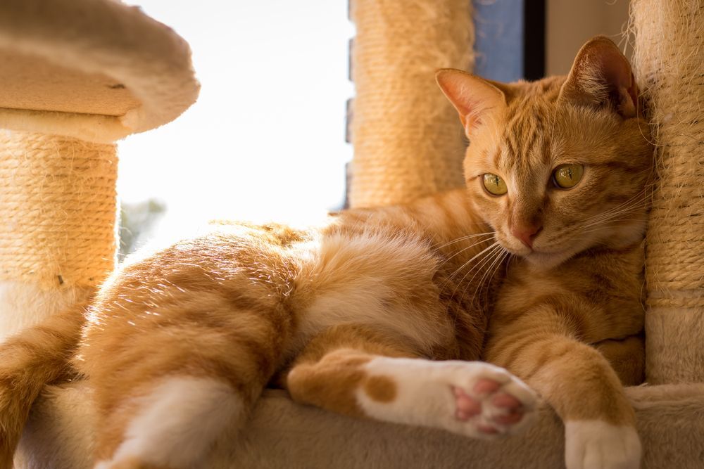 rudy kot leży na drapaku