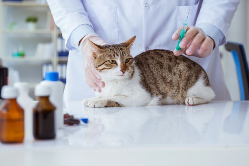 kot u weterynarza