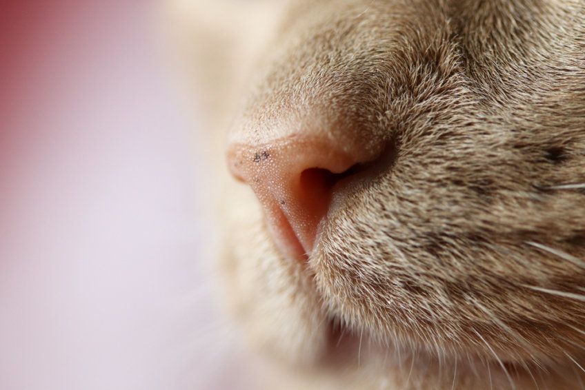 plamki na kocim nosie