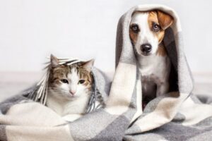 żyć jak pies z kotem