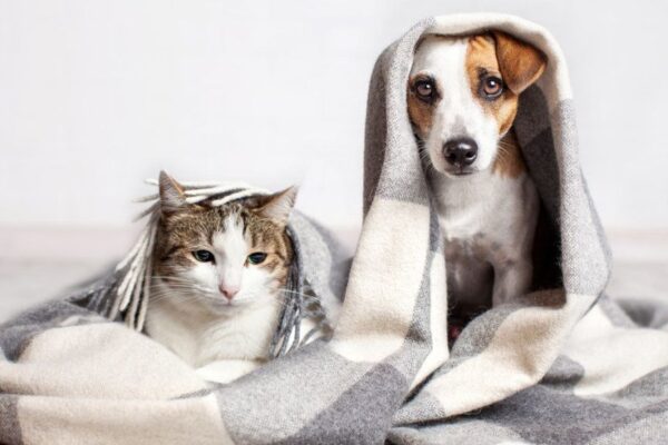 żyć jak pies z kotem