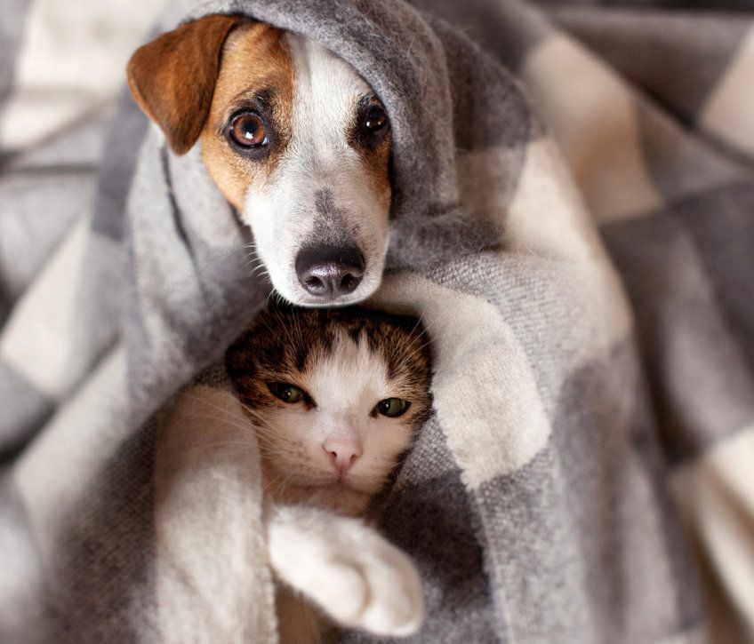 kot z psem pod kocem