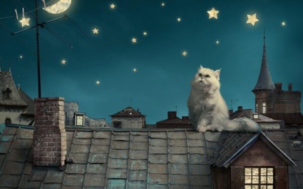 sennik kot sen o kocie