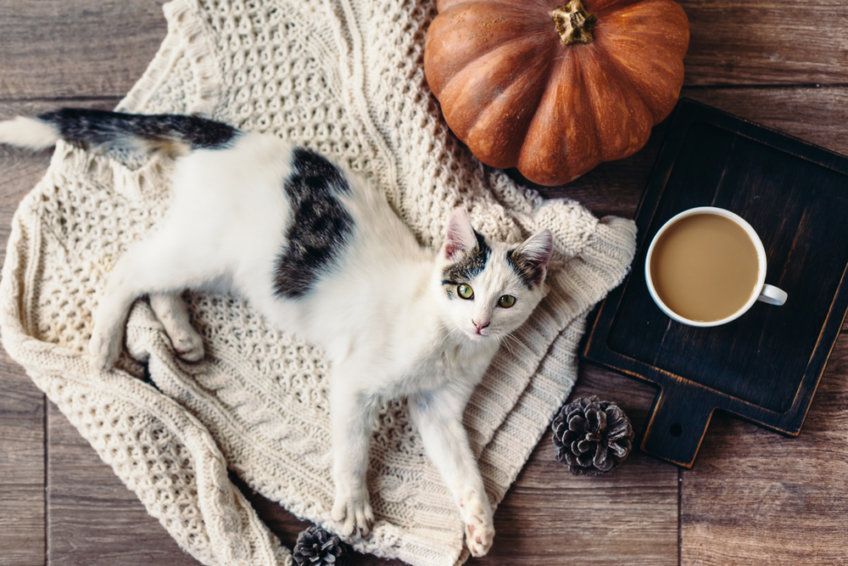 materiały na kocią sierść