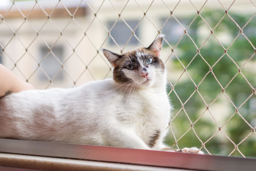 kot na osiatkowanym balkonie