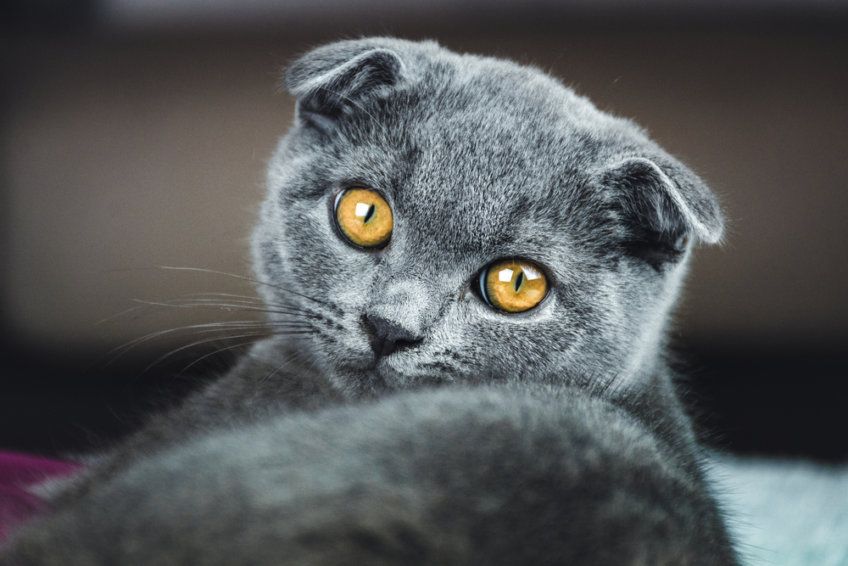 fold oklapnięte uszy u kota