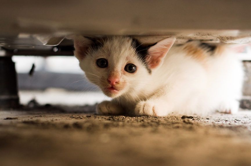 mały kotek się boi