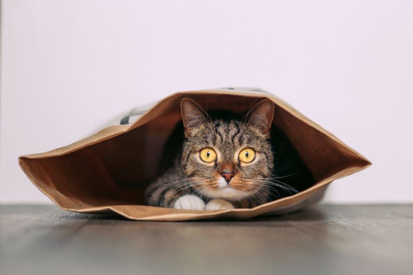 co mówią kocie oczy