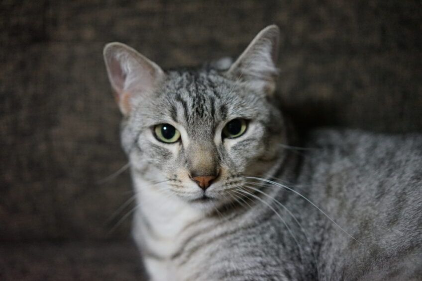 jaki jest kot egipski mau