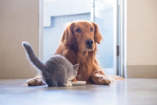 Dlaczego koty trzymają tyłek w górze, gdy jedzą