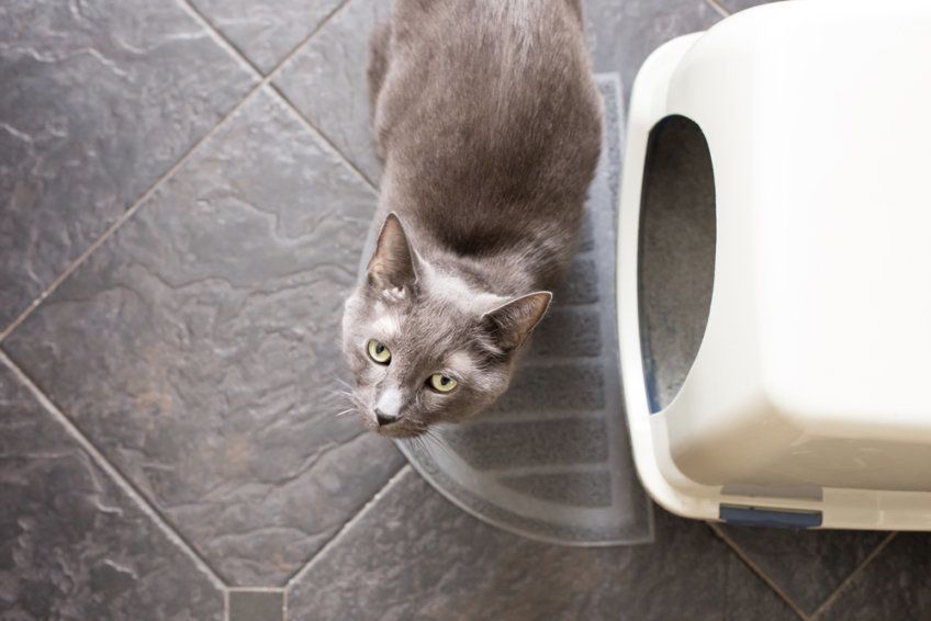 kot załatwia się poza kuwetą