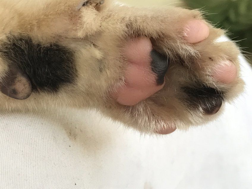 plamki na kociej łapce