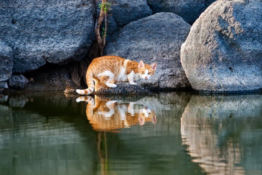 kot nad wodą