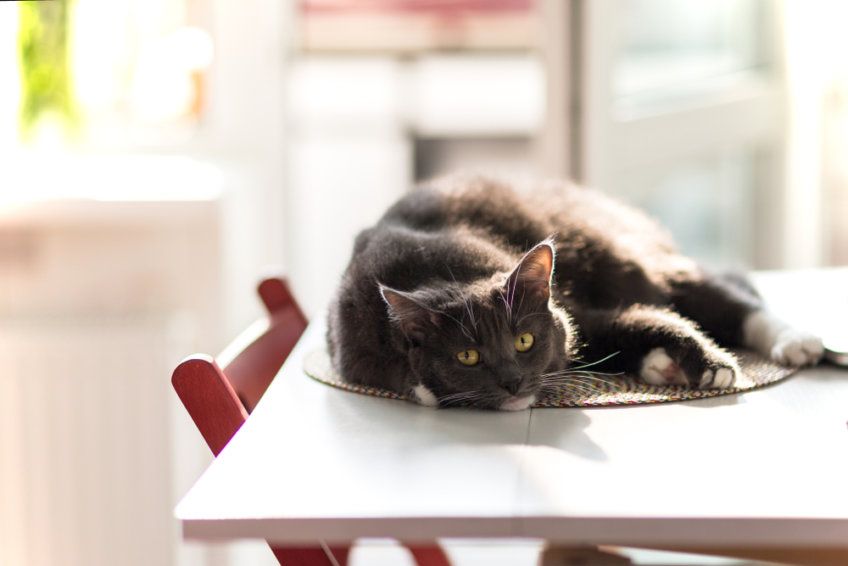 kot na stole
