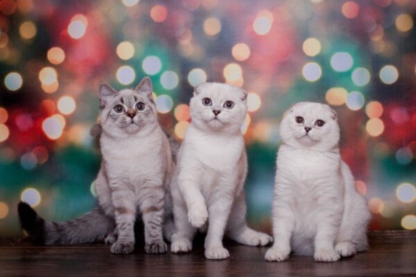 koty rasowe na kolorowym tle