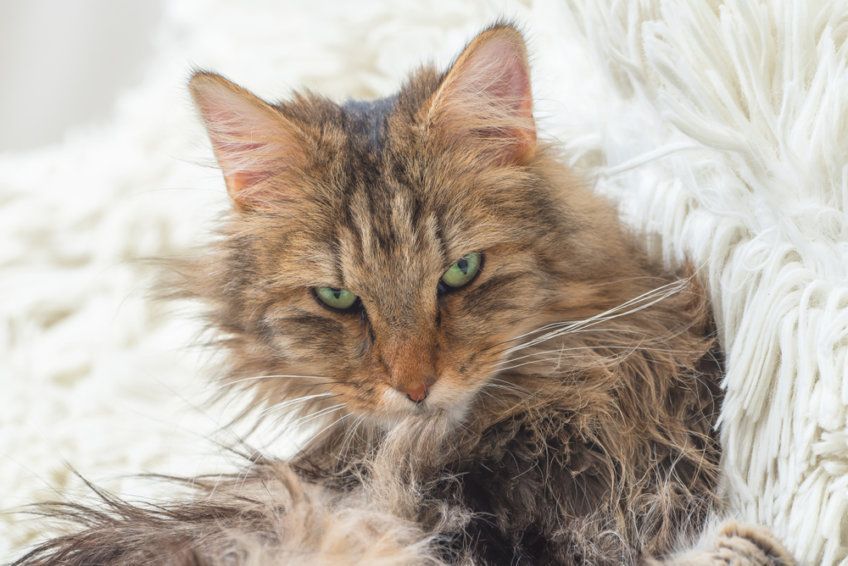 kot norweski leśny myje sierść