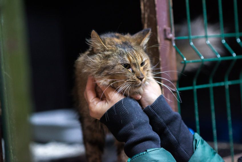 kot w schronisku