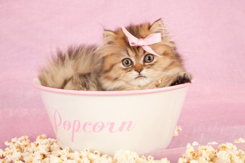 uroczy kot bawi się w misce