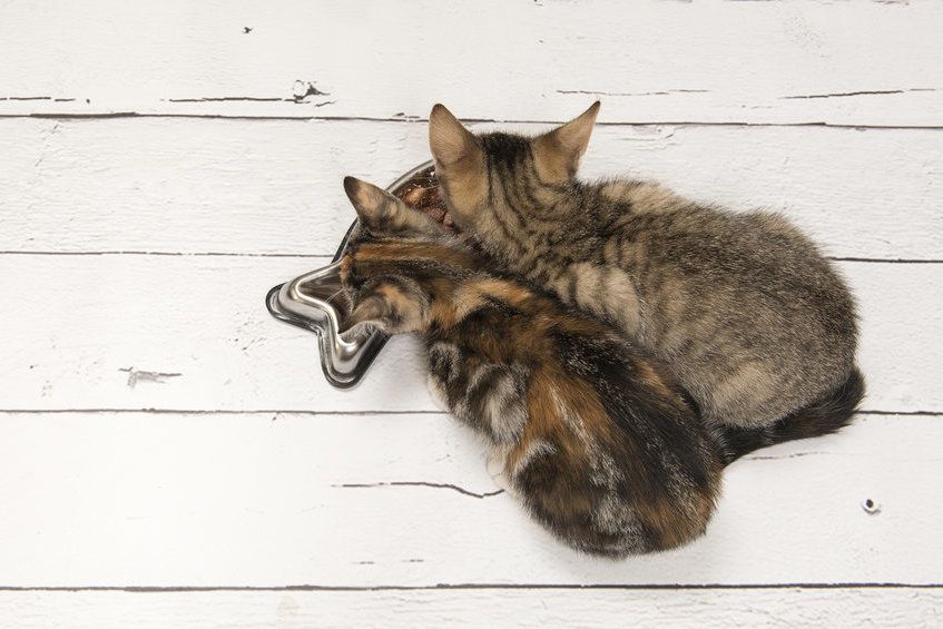 małe kotki podczas jedzenia