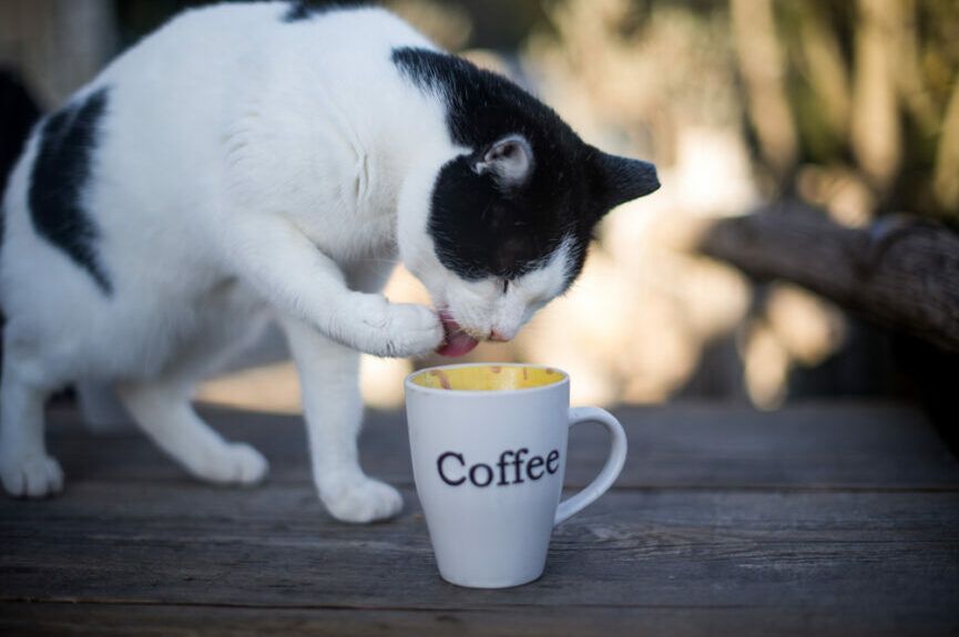 kot pije kawę