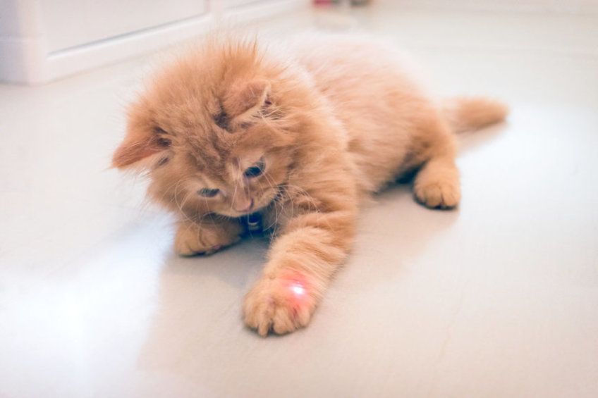 mały kotek bawi się laserem