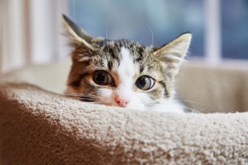 mały kotek nasłuchuje 