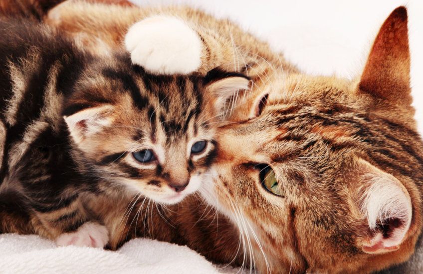 kiedy zabrać kotka od matki