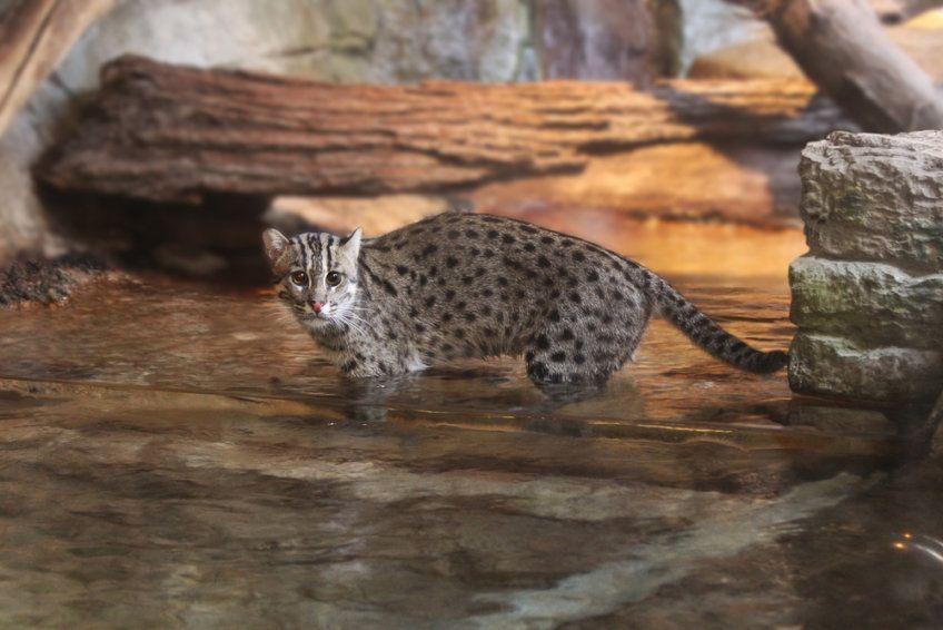 fishing cat