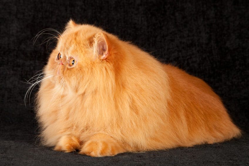 Brachycefaliczne rasy kotów