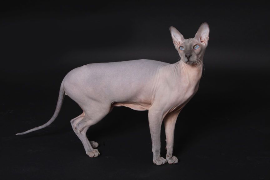 don sphynx sfinks doński