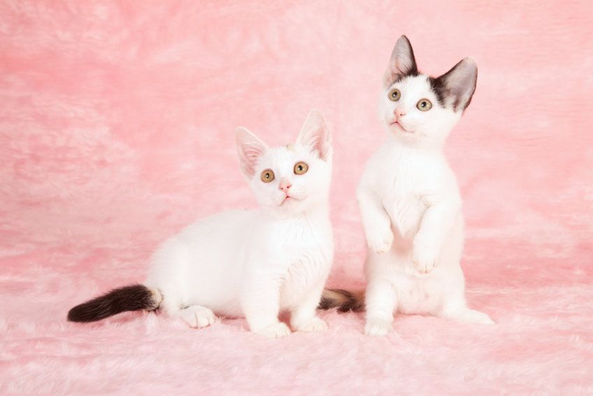 munchkin kittens