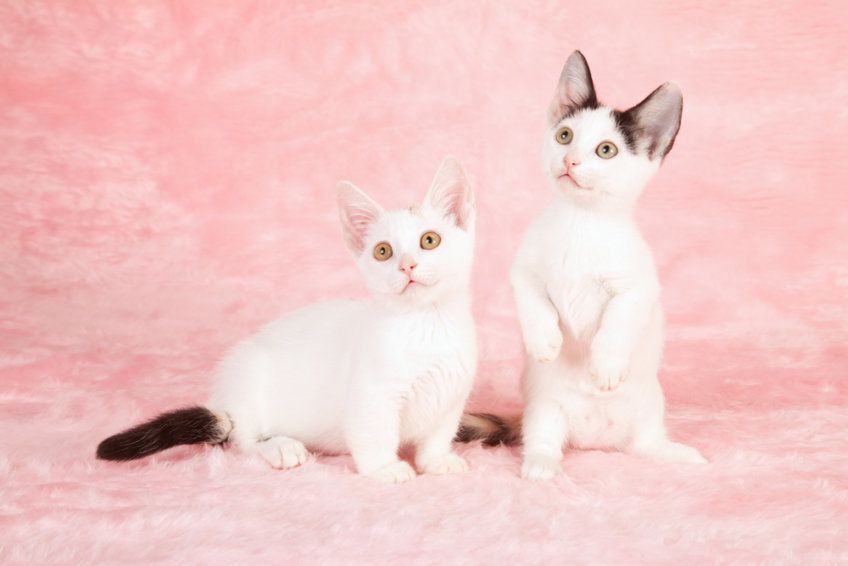 munchkin kittens