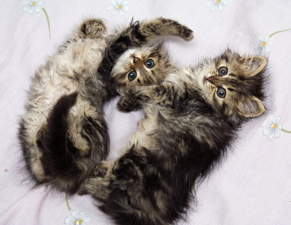 dwa śpiące kocięta