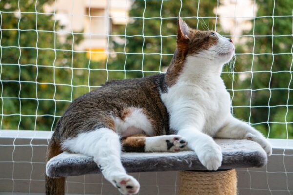 siatka na balkon dla kota
