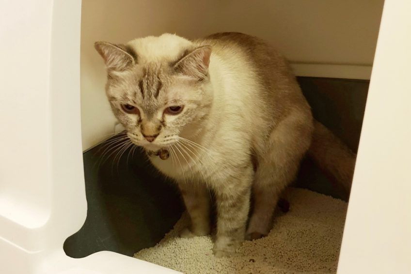 kot załatwia się w kuwecie