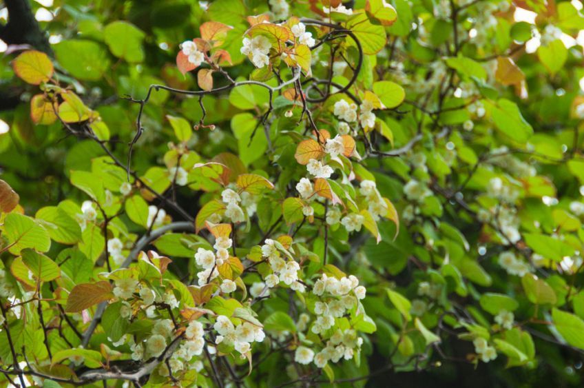 silver vine dla kota