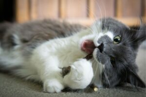 czy silver vine uzależnia