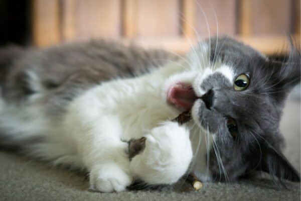 czy silver vine uzależnia