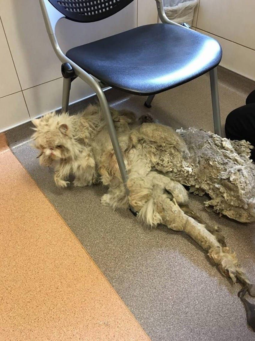 zaniedbany pers ze sficowanym futrem