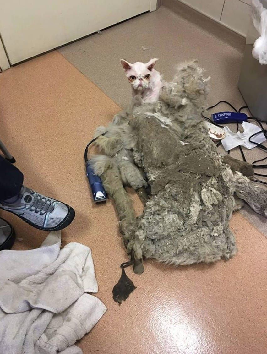 zaniedbany pers ze sficowanym futrem