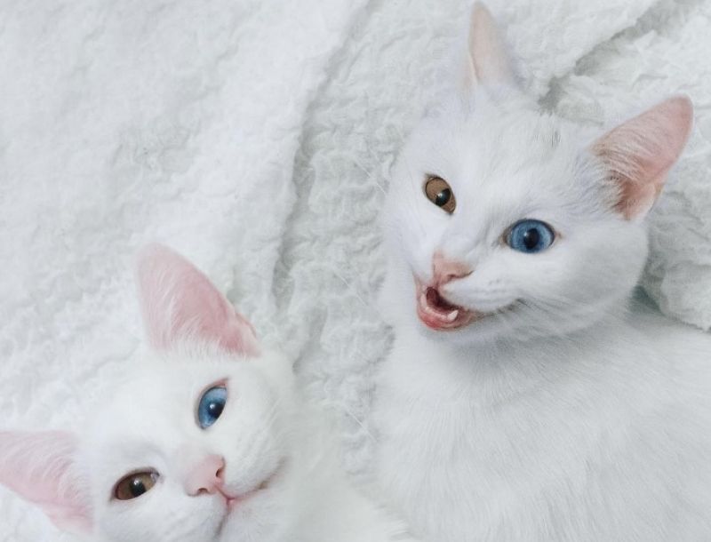 sis.twins koty z heterochromią