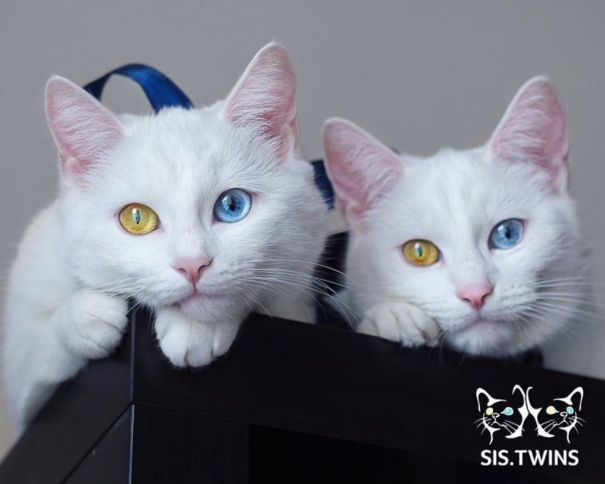sis.twins koty z heterochromią