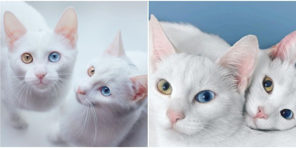 sis.twins koty z heterochromią