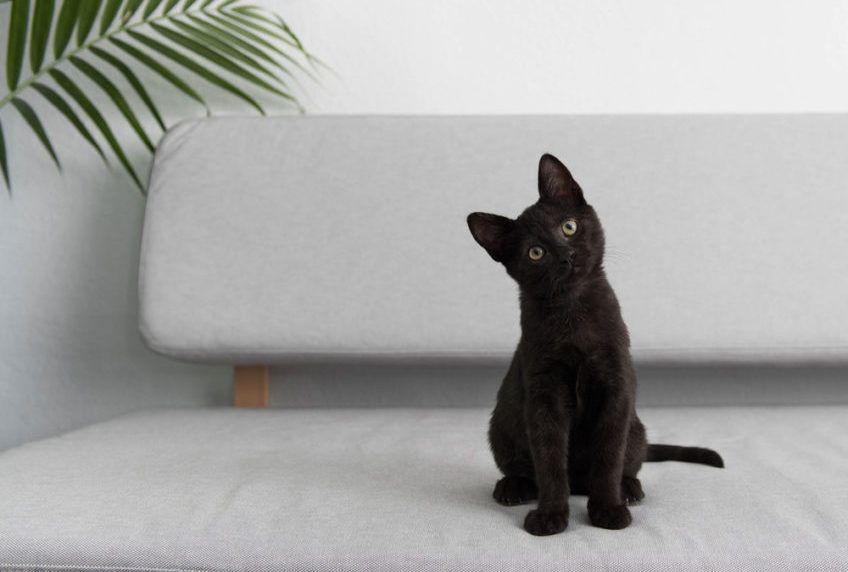 kot przekręca głowę