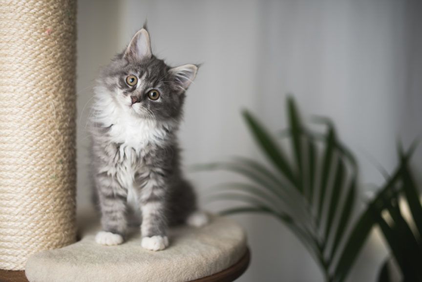 kot przekręca głowę na bok