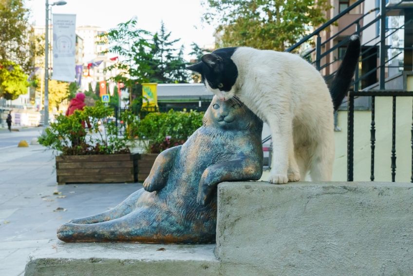 slawne koty ze stambulu tombili