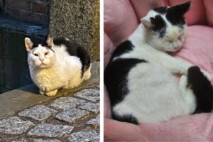 słynna kotka z gdańska ma dom