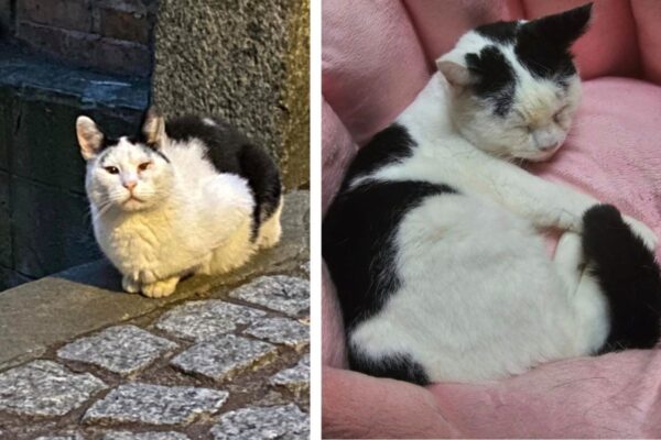 słynna kotka z gdańska ma dom